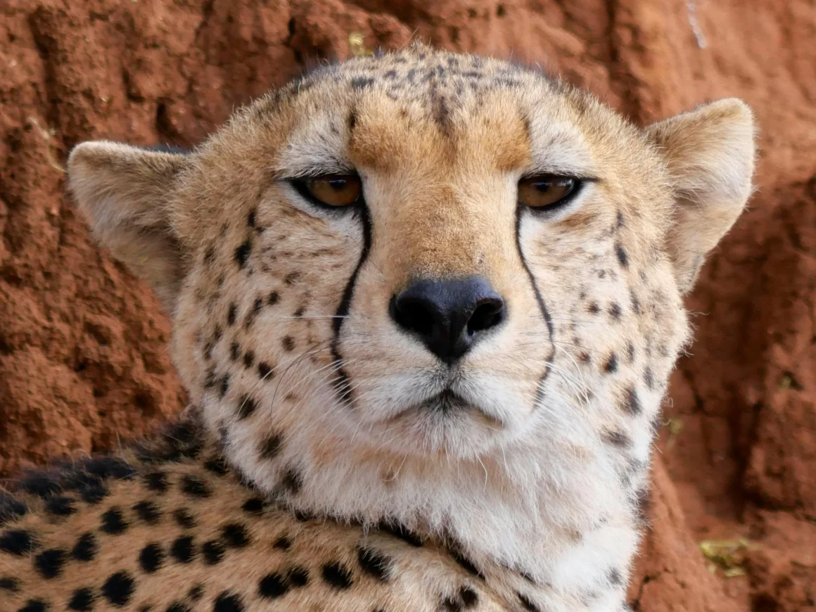 Brand Personality - Bootstrapped founders adapt faster