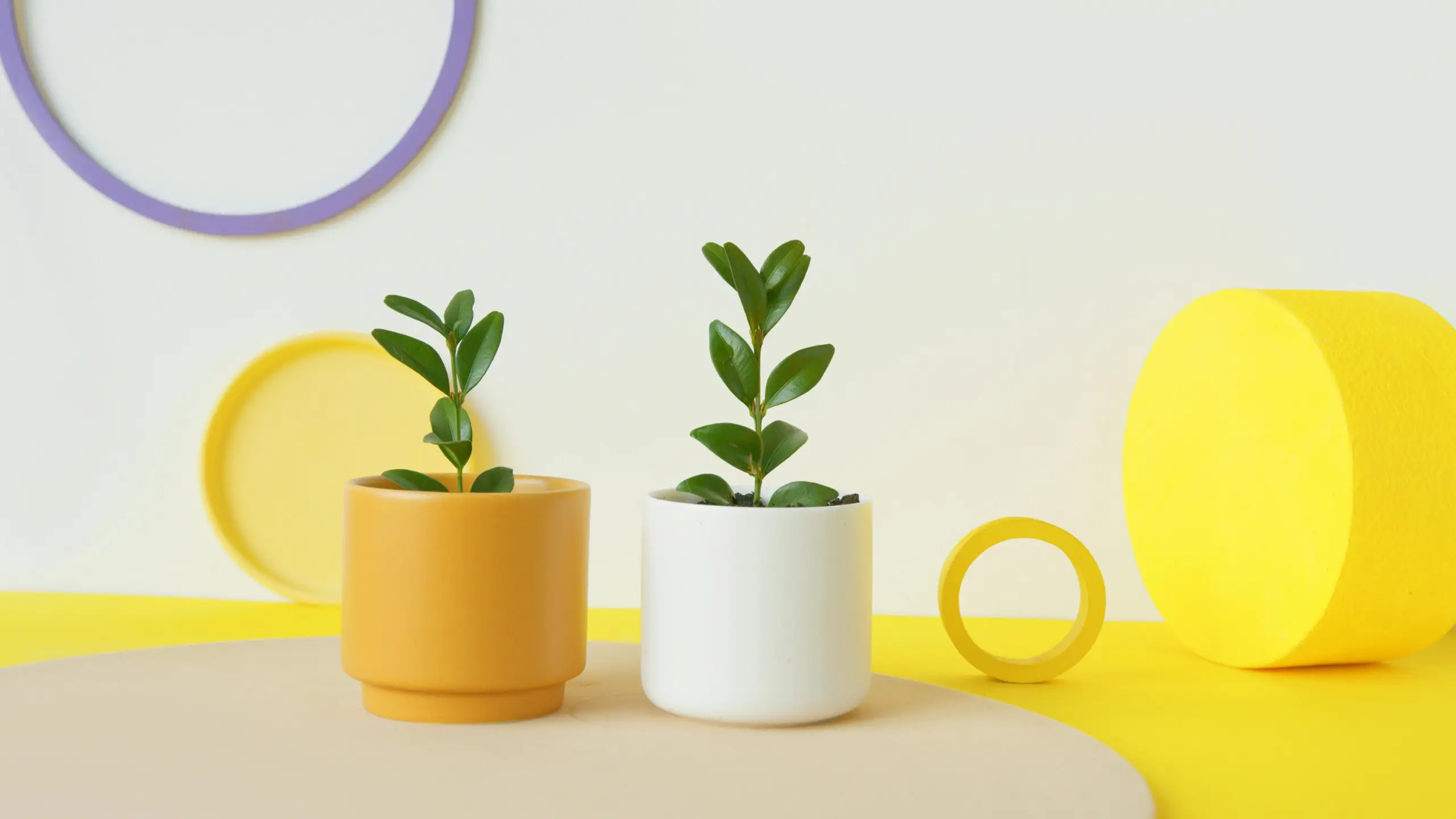Two small potted plants with green leaves sit on a pale beige surface. One pot is yellow-orange and the other white. Bright abstract shapes in yellow and purple form a playful, modern background.