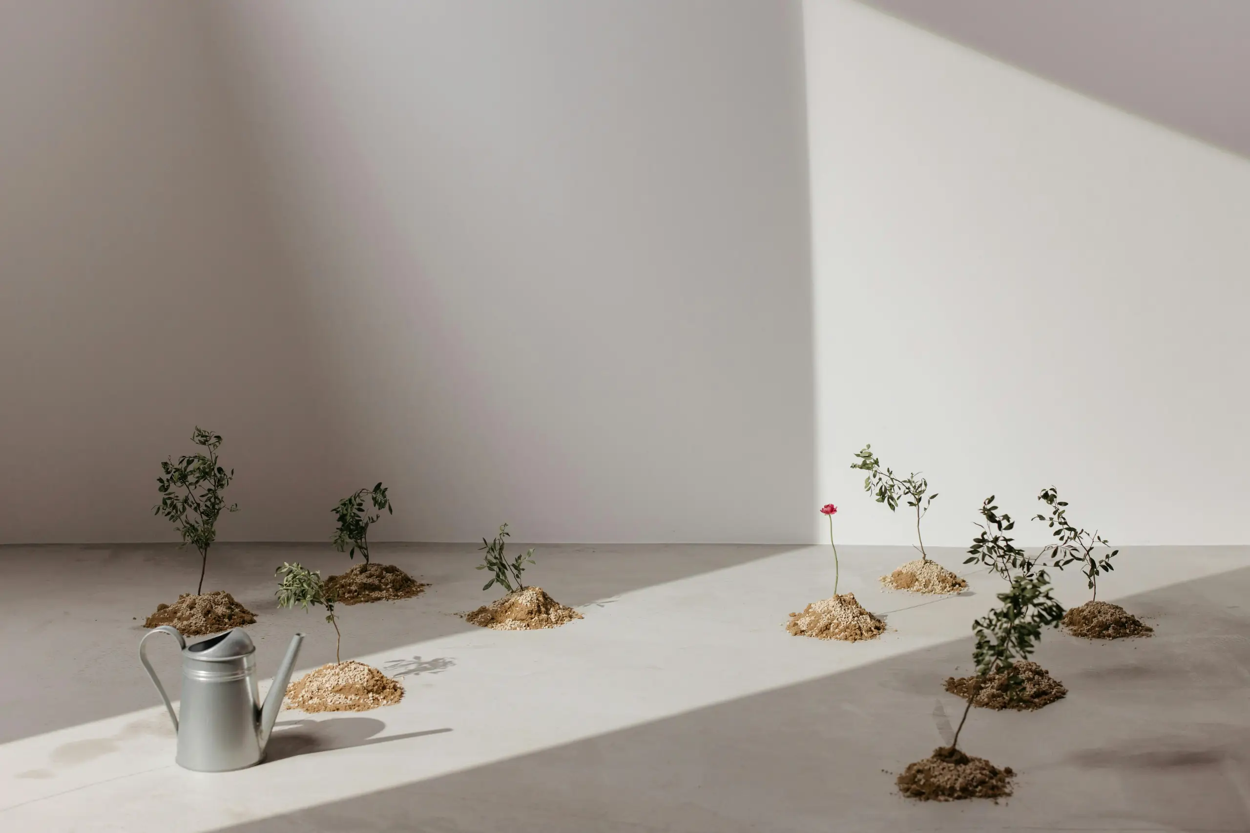 A minimalist interior scene with small potted plants on bare soil mounds arranged along the floor, a metal watering can in the foreground, and soft geometric light casts creating shadows on white walls.