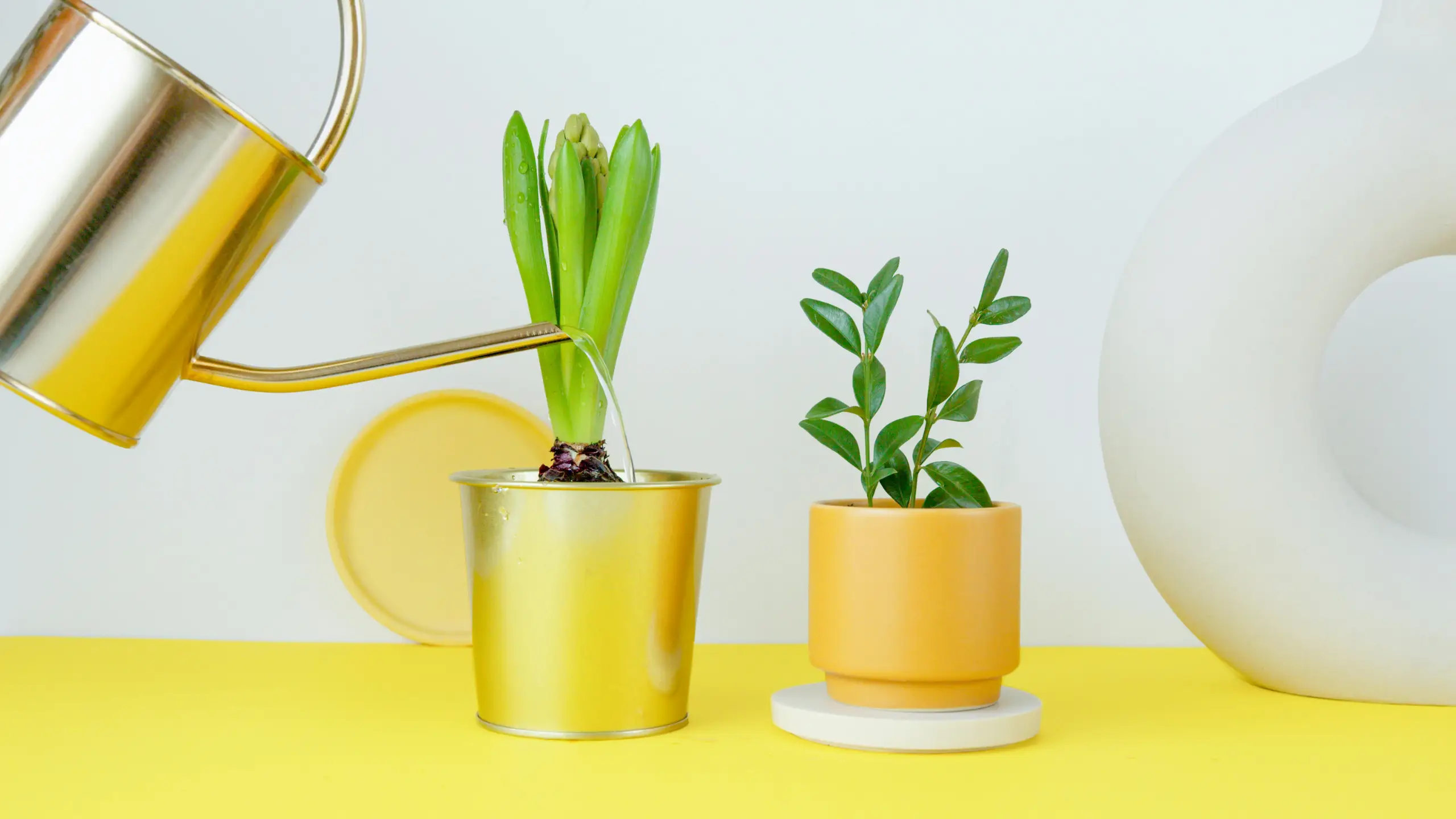 A gold watering can pours water onto a small green plant in a shiny yellow metal pot, with a second small plant in a pastel yellow pot on a white pedestal, all set on a bright yellow tabletop with a pale backdrop.
