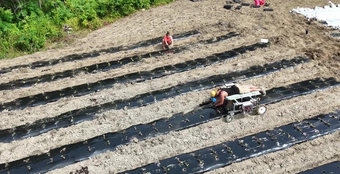 Tandem Taro cobot with farmers
